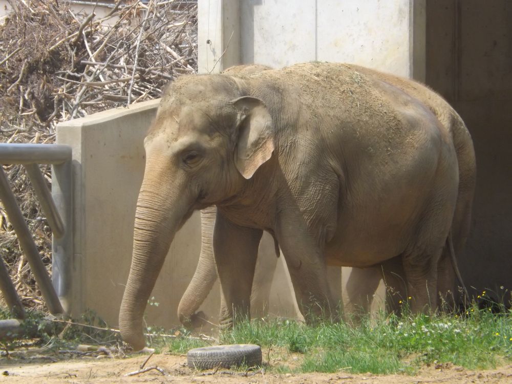 Asiatischer Elefant (Zoo Augsburg)