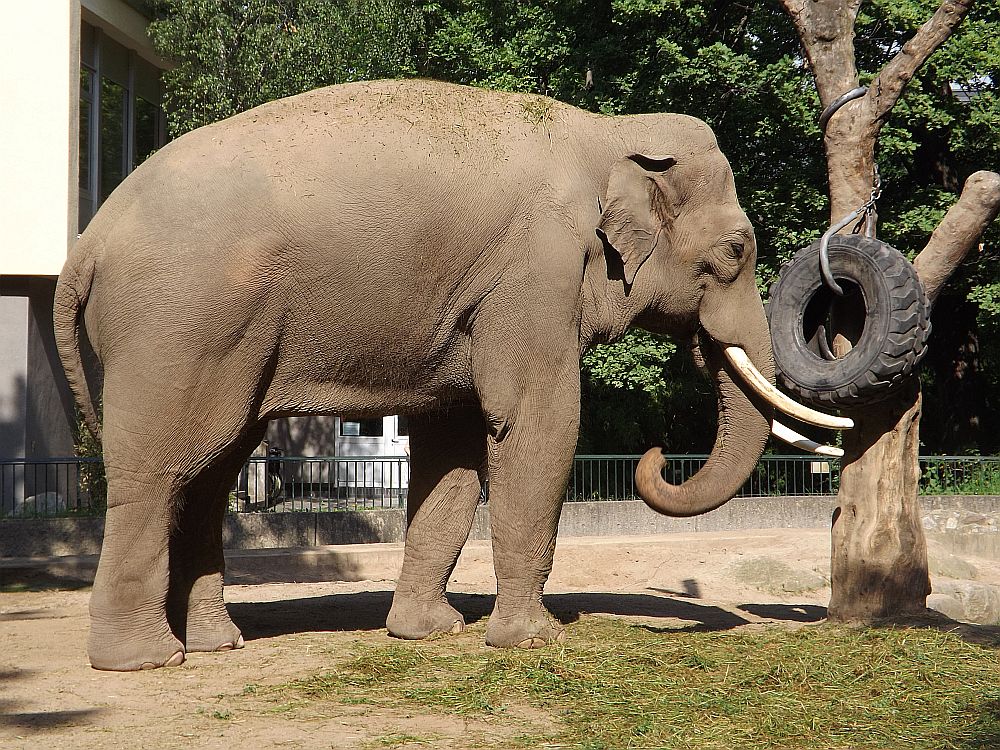 Asiatischer Elefant (Zoo Berlin)