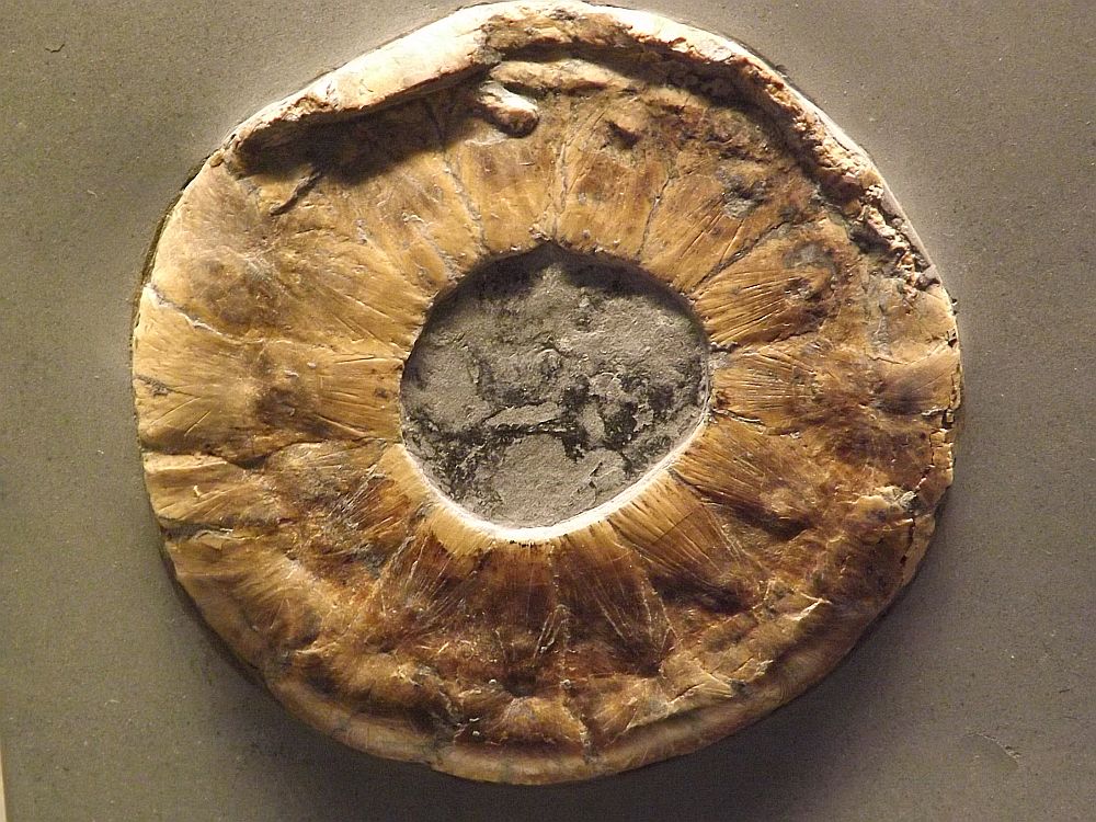 Augenring eines Ichthyosaurus (Urweltmuseum Hauff)