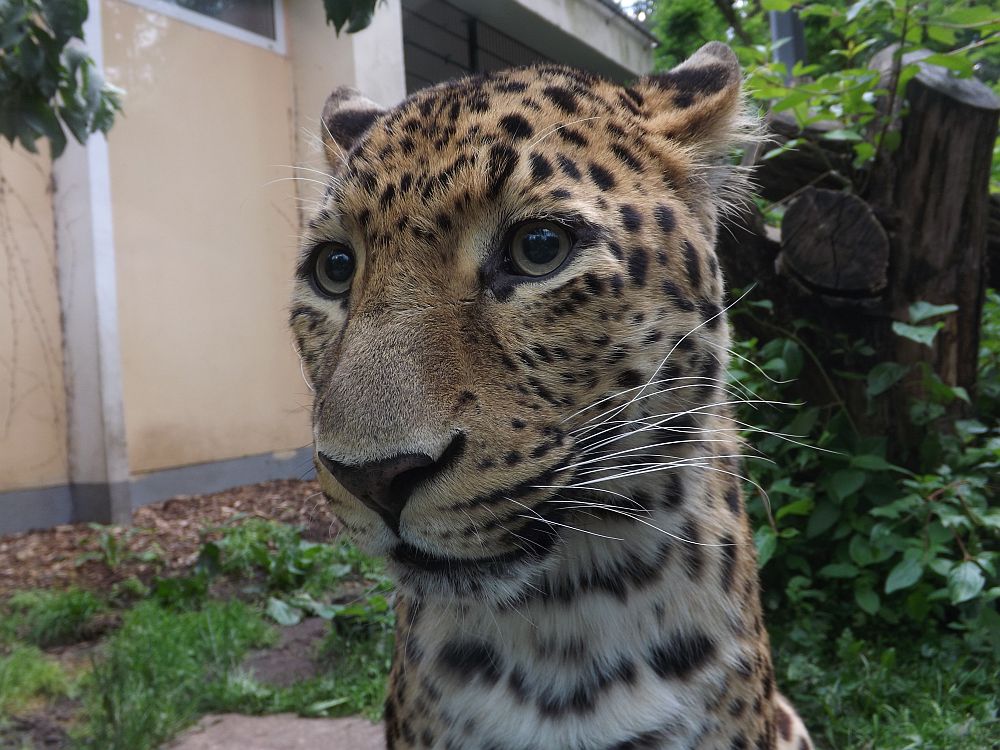 Chinaleopard (Tierpark Cottbus)