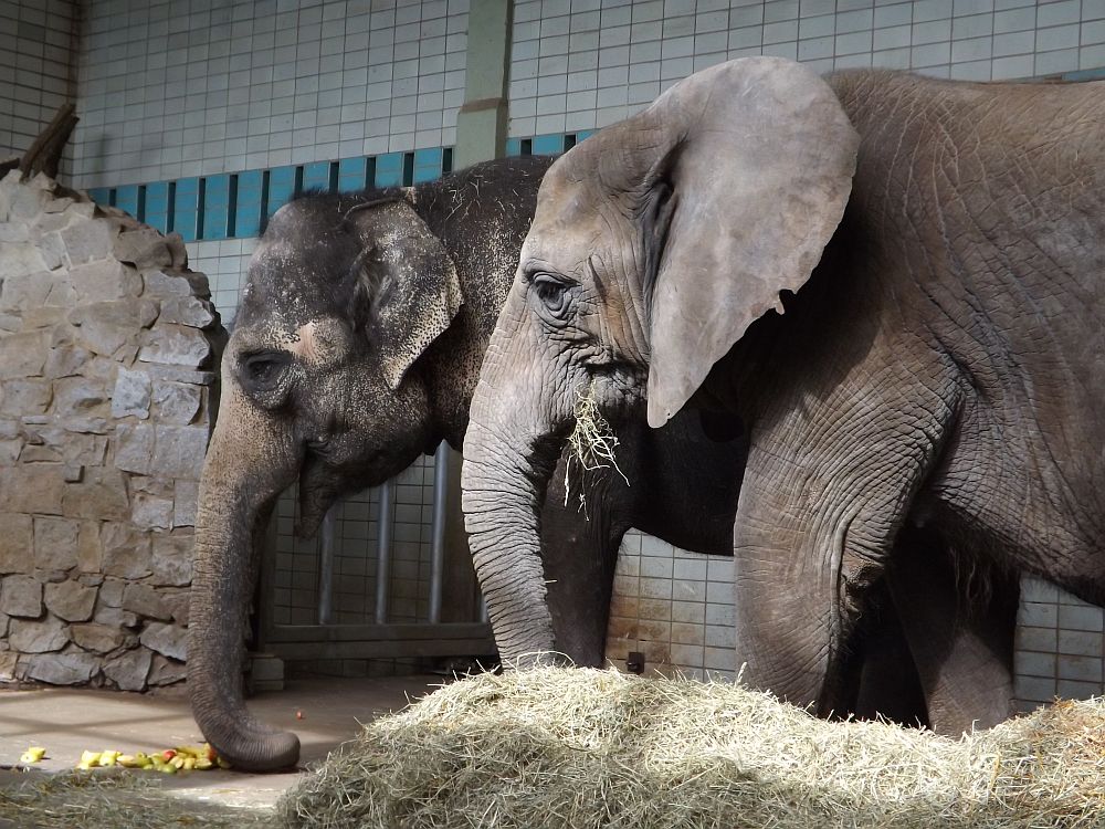 Asiatischer und Afrikanischer Elefant (Zoo Magdeburg)