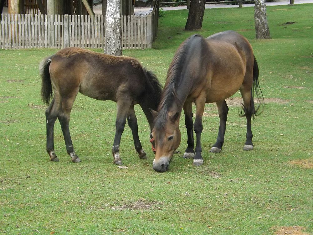 Exmoor-Pony (Erlebniszoo Hannover)