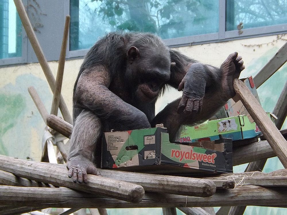 Schimpanse (Tierpark Hellabrunn)