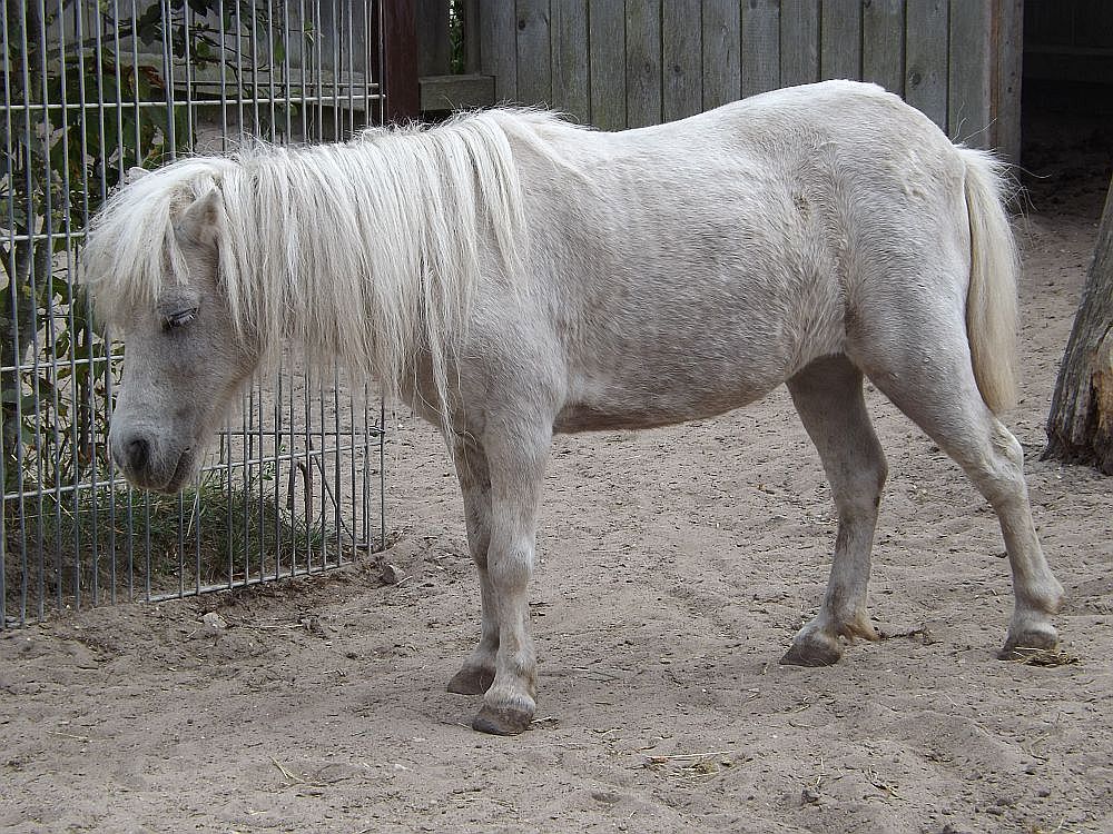 Shetland-Pony (Jurazoo Neumarkt)