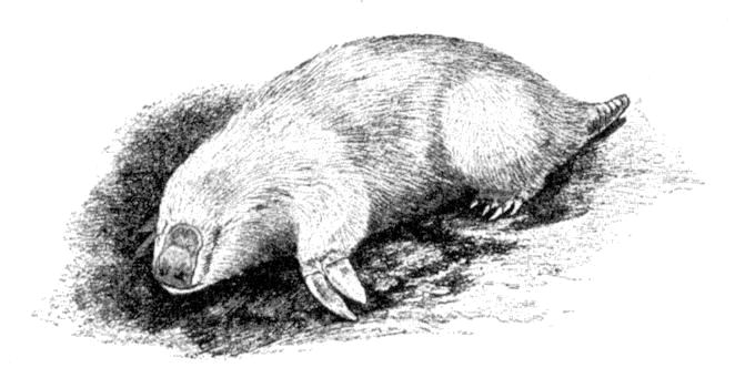 Großer Beutelmull (Cambridge Natural History Mammalia)