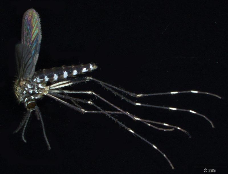 Weibchen der potentiell gefährlichen Stechmückenart Ochlerotatus japonicus japonicus (© Senckenberg)