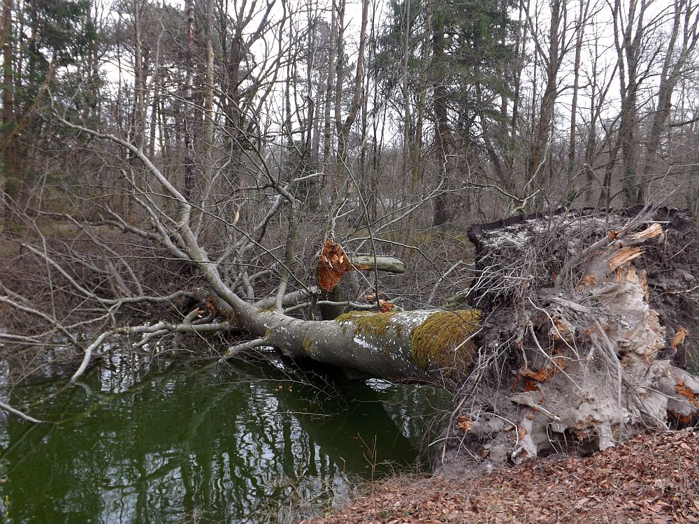 Ein umgestürzter Baum, bedingt durch den Orkan Niklas