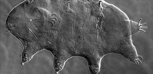 Die neu entdeckte Bärtierchenart Echiniscus pardalis erhielt ihren Namen aufgrund des pantherartigen Fleckenmuster unter der Körperoberfläche. (Peter Degma/ Comenius University in Bratislava)