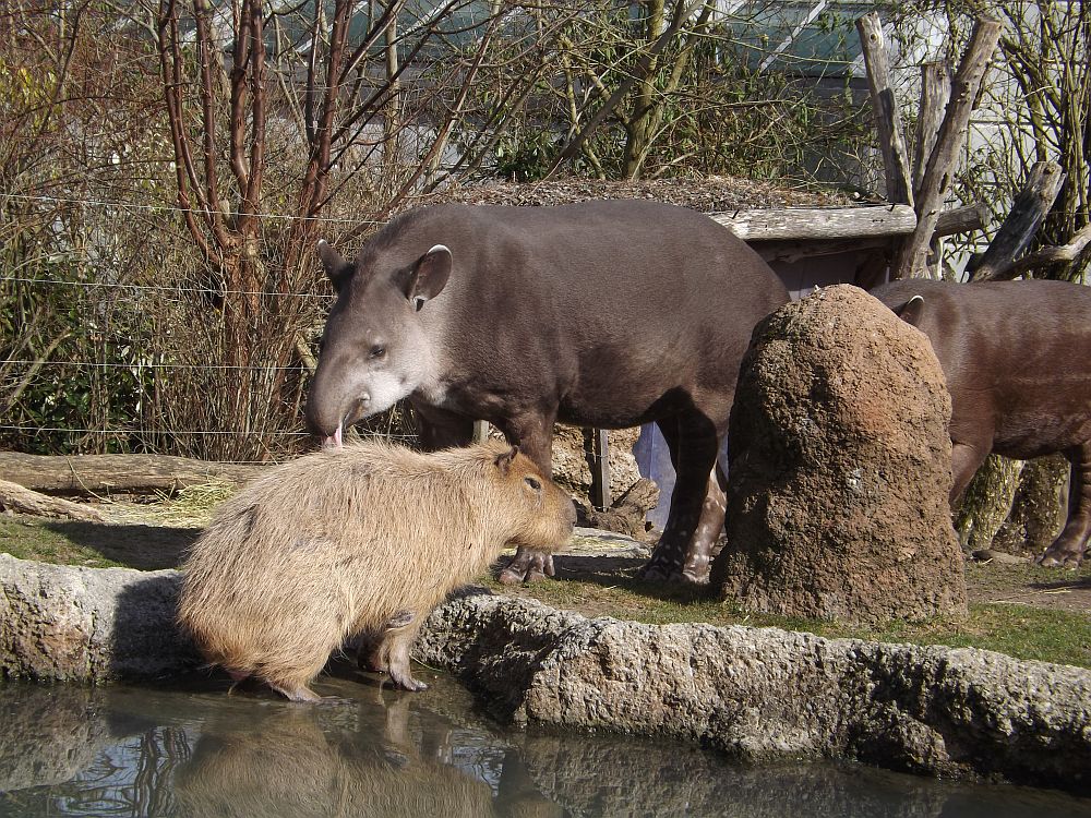 Flachlandtapir und Wasserschwein (Zoo Zürich)