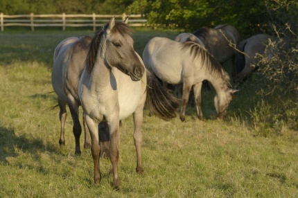 Konik Pferde in Marchegg (© by WWF / Matthias Schickhofer)