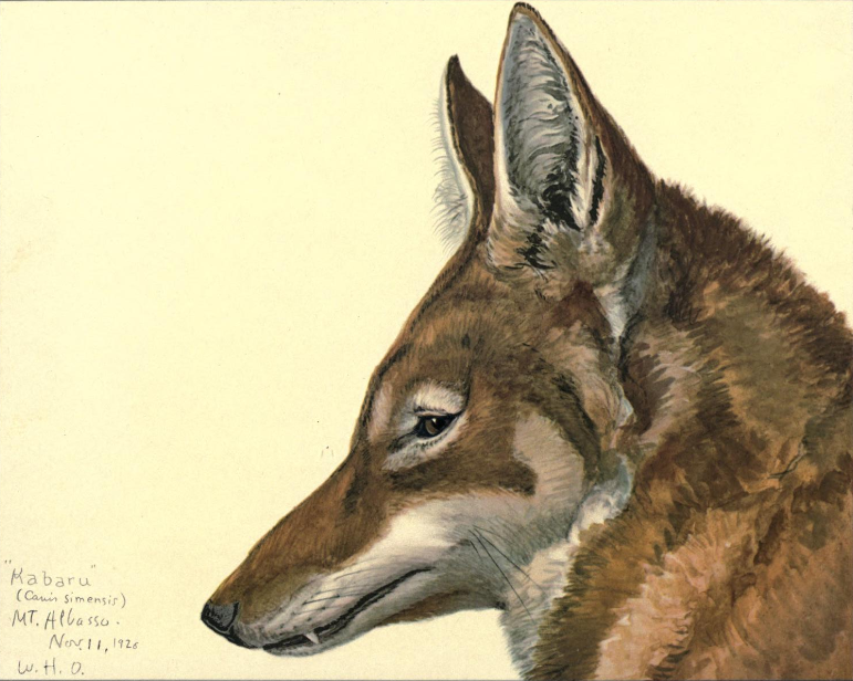 Äthiopischer Wolf (Louis Agassiz Fuertes)