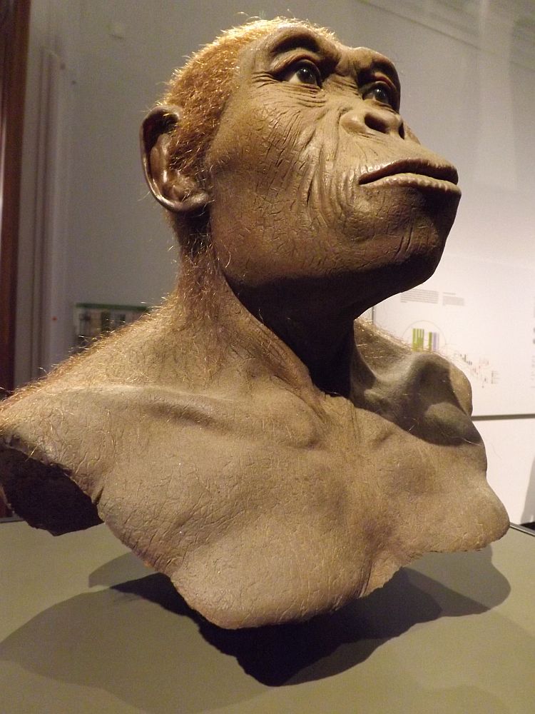 Homo habilis (Landesmuseum Hessen Darmstadt)