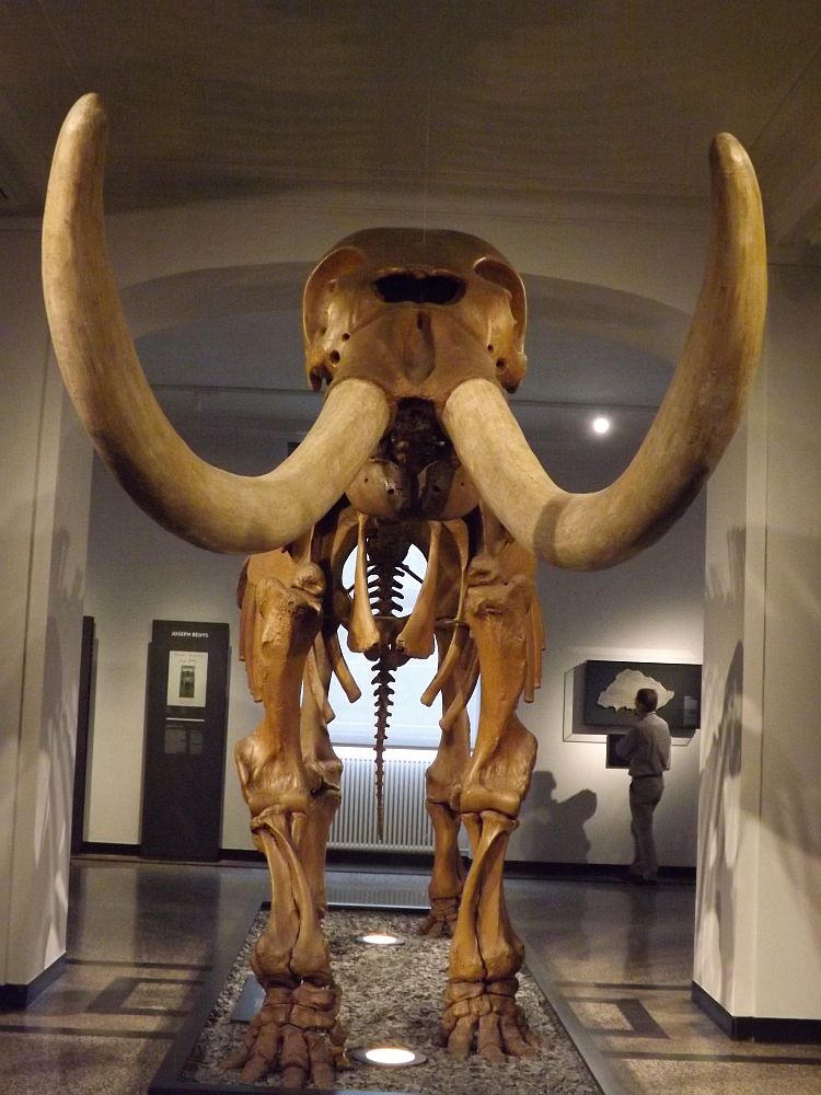 Mastodon (Landesmuseum Hessen Darmstadt)