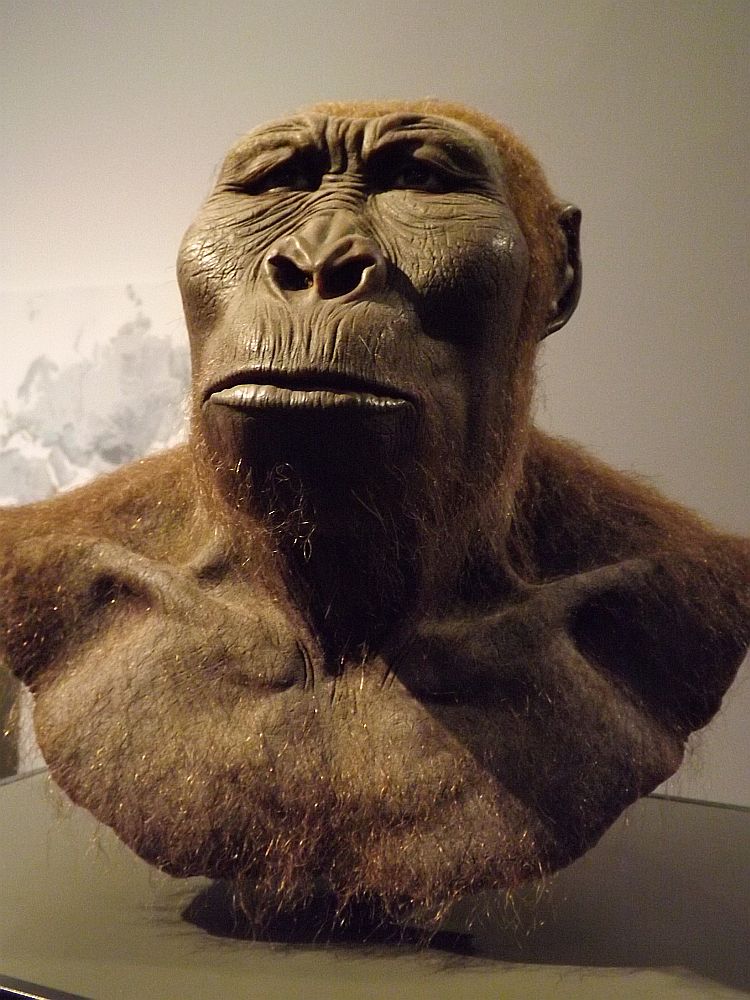 Paranthropus boisei (Landesmuseum Hessen Darmstadt)