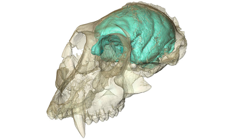Dreidimensionales Computermodell des winzigen, aber komplexen Gehirns von Victoriapithecus, einem Altweltaffen, der vor 15 Millionen Jahren lebte. (MPI f. evolutionäre Anthropologie/ F. Spoor)