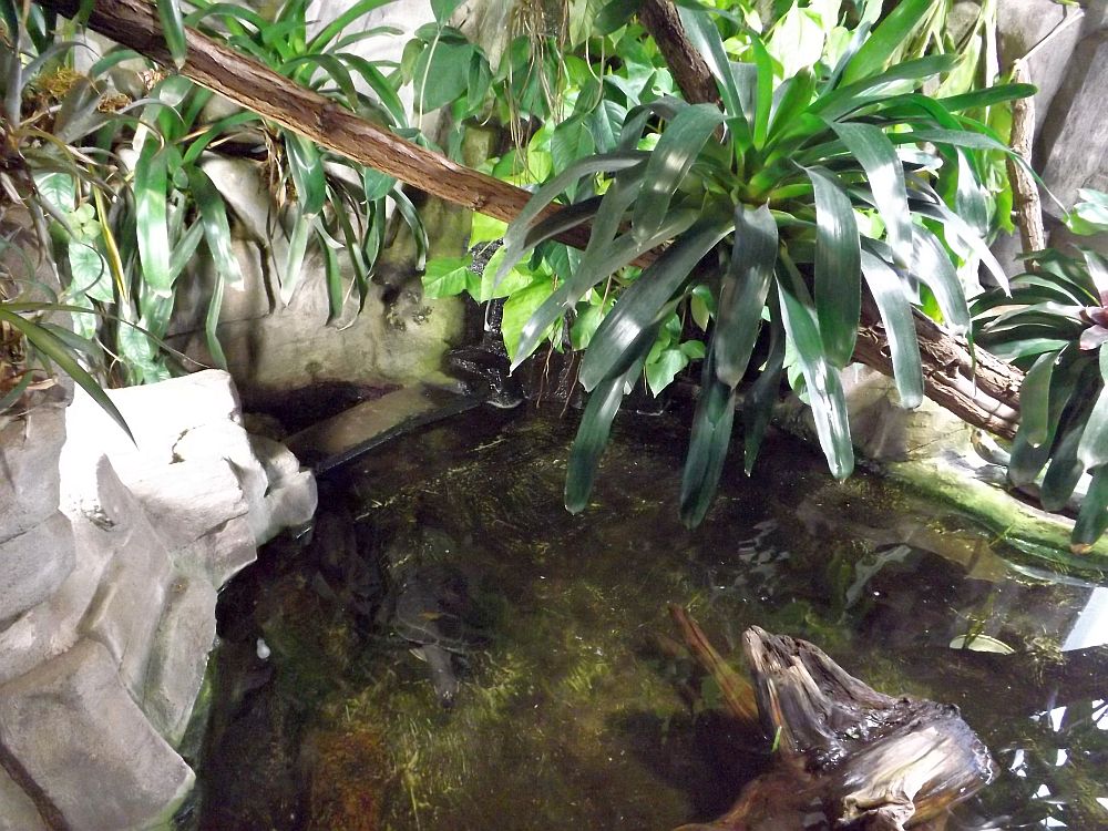 Schildkröten, Große Barsche und Wasseragamen (Akva Tera)