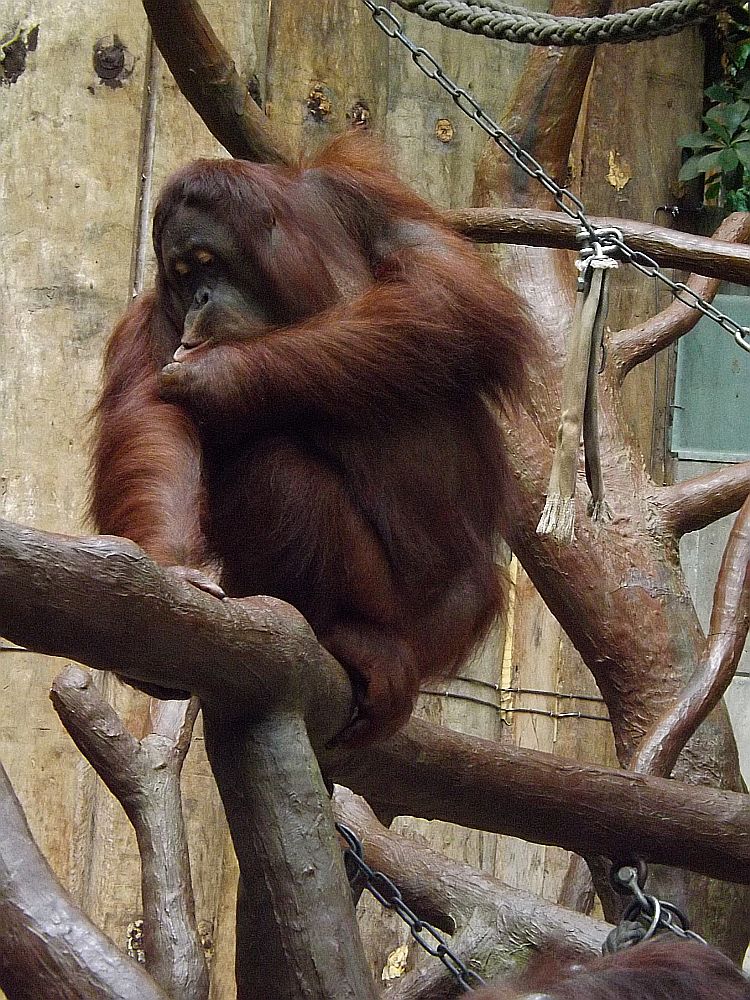 Borneo.Orang-Utan (Zoo Krefeld)