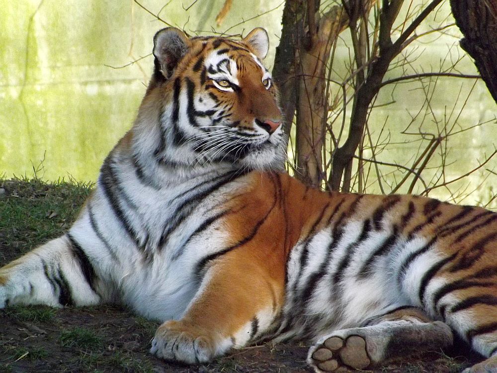 Sibirischer Tiger (Tierpark Hellabrunn)