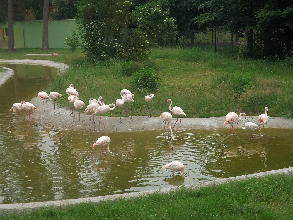Flamingoinsel (Serengetipark Hodenhagen)