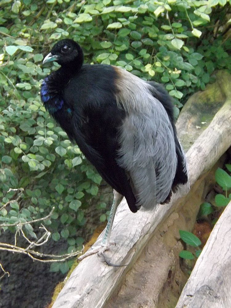 Grauflügel-Tromptervogel (Zoo Olmen)