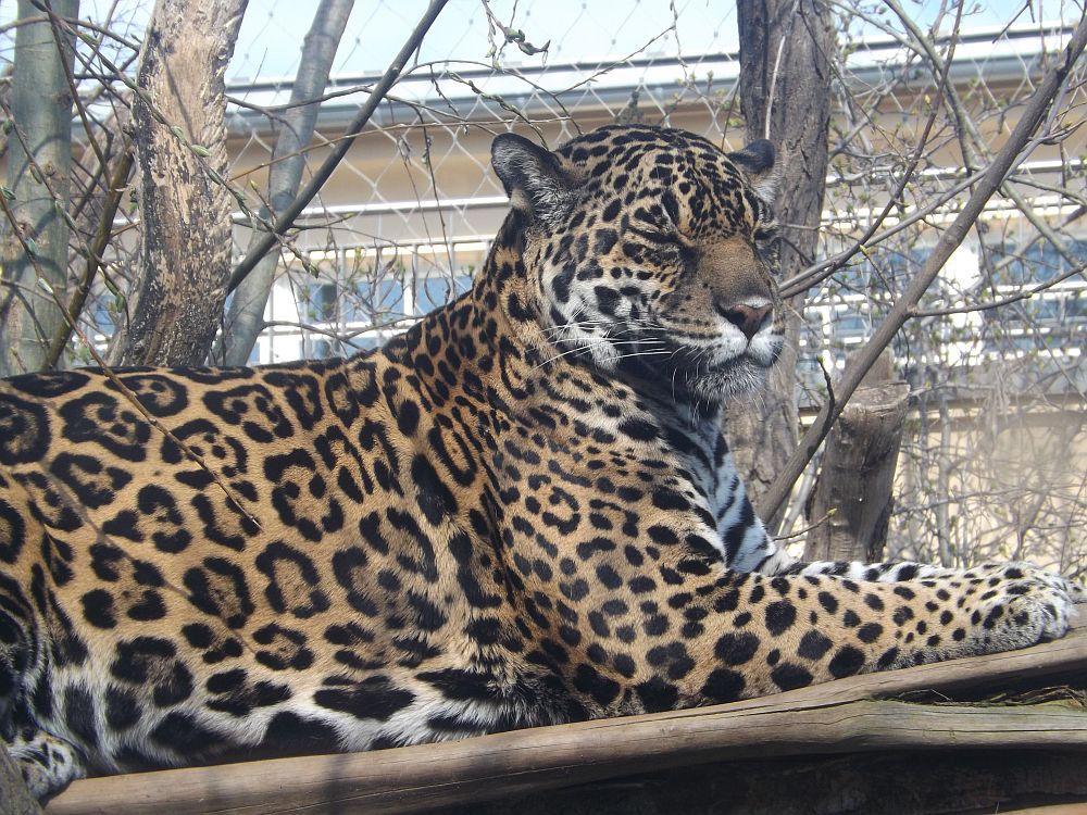 Jaguar (Bergzoo Halle)
