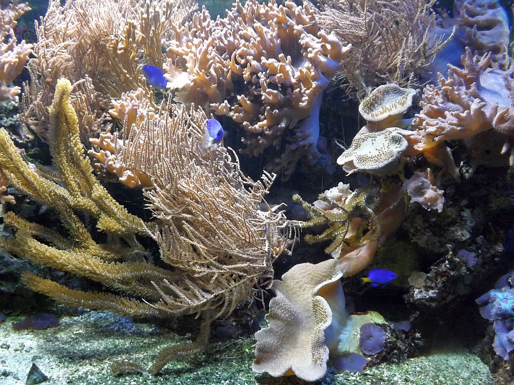Aquarium (Tiergarten Ulm)