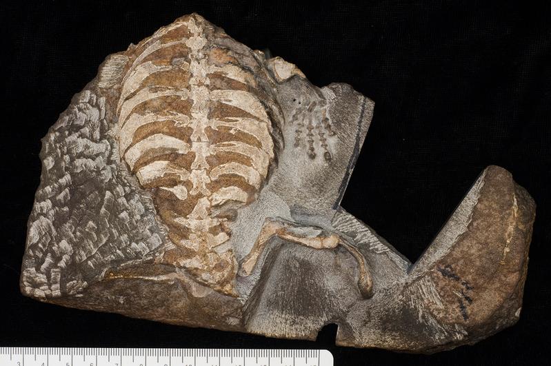 Neues Fossil der Proto-Schildkröte Eunotosaurus. (Torsten M. Scheyer)