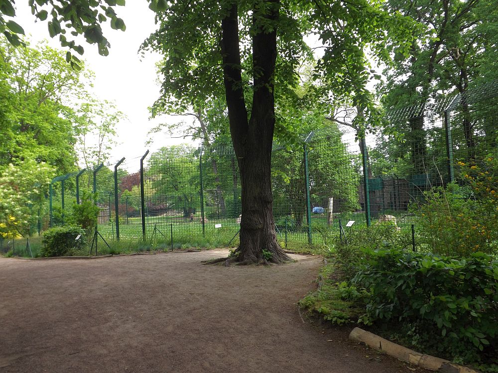 Bärenanlage (Tierpark Dessau)
