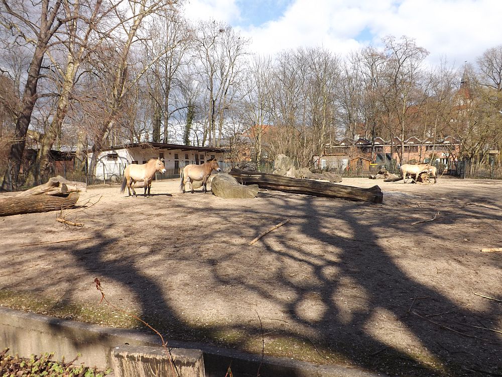 Wildpferdanlage (Zoo Leipzig)