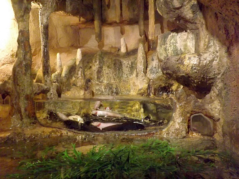 Axolotlhöhle (Serpentarium Blankenberge)