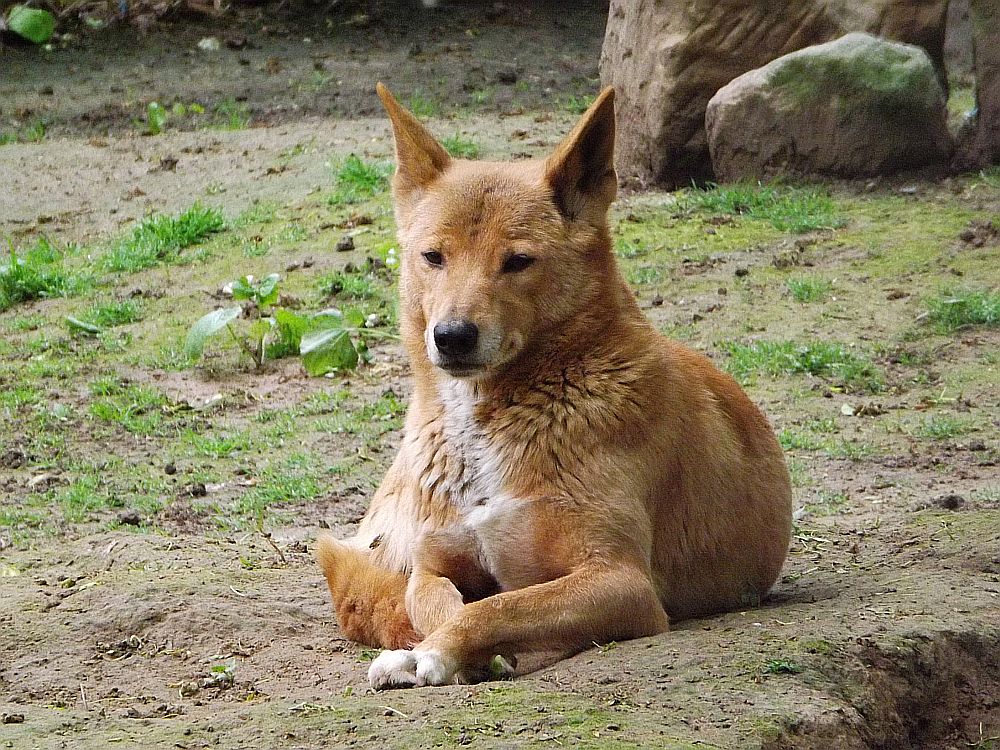 Dingo (Tierpark Halberstadt)