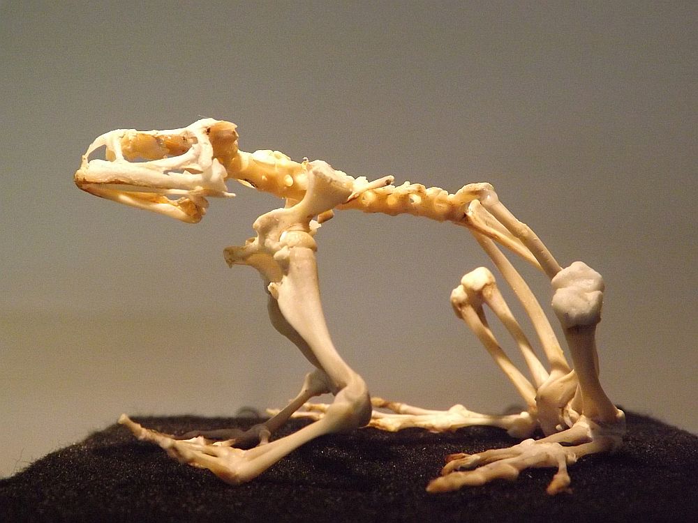 Skelett der Erdkröte (Paläon)