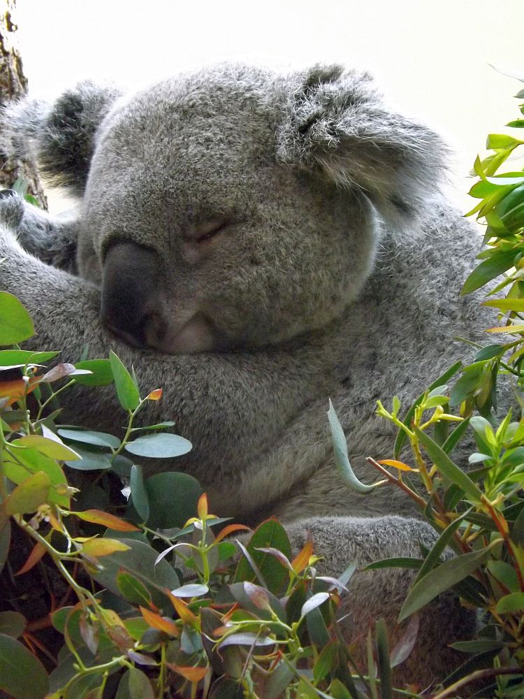 Koala (Tiergarten Schönbrunn)