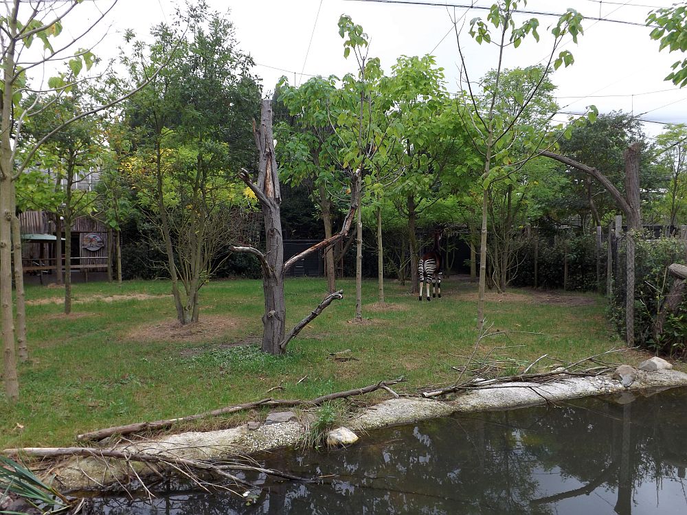 Außenanlage der Okapis ( Diergaarde Blijdorp)