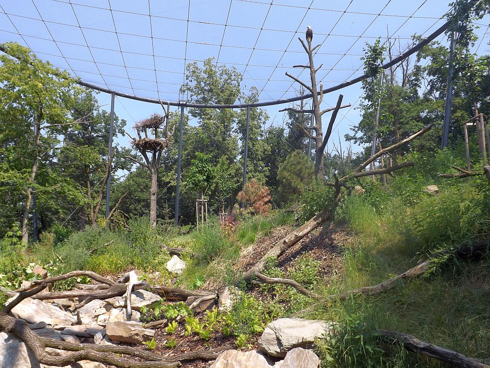 Weißkopfseeadler (Zoo Brno)