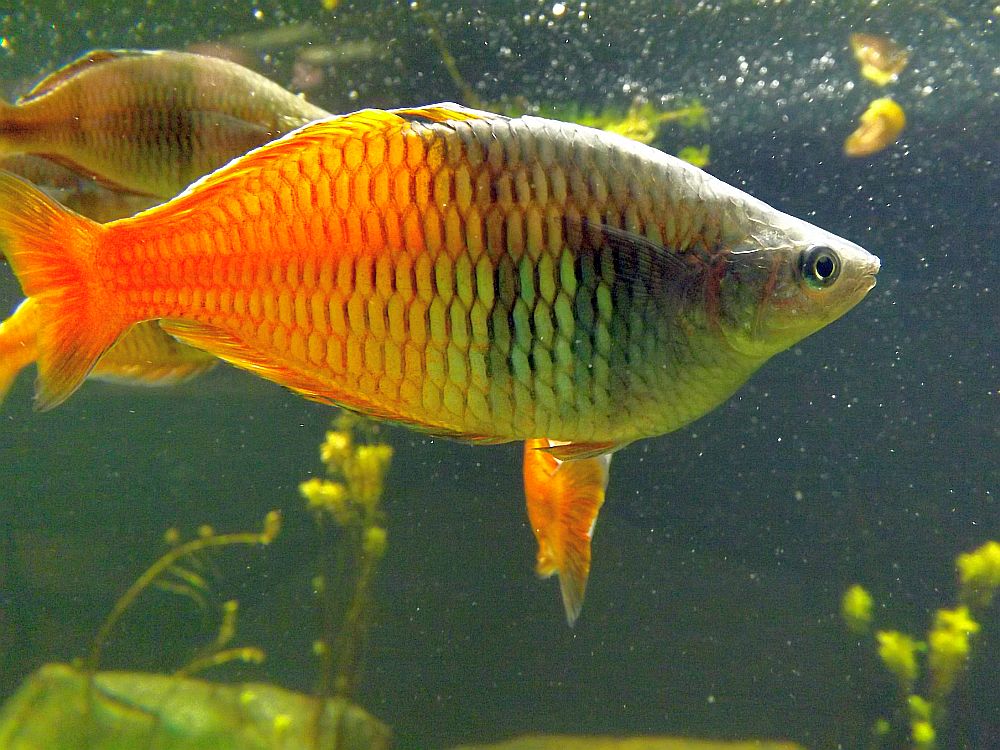 Boesemans Regenbogenfisch (Zoo Brno)