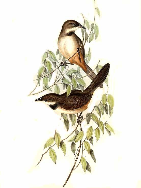 Braunbauch-Dickichtvogel (John Gould)