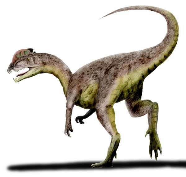 Dilophosaurus wetherilli (© N. Tamura)