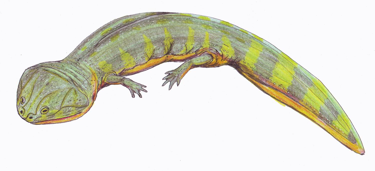Batrachosuchus watsoni (Dmitry Bogdanov)