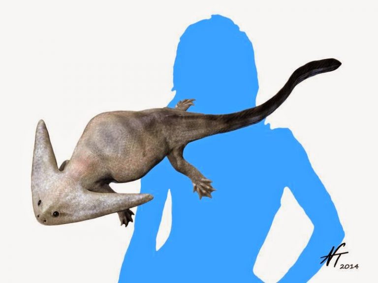 Diplocaulus magnicornis (© N. Tamura) Der BeutelwolfBlog