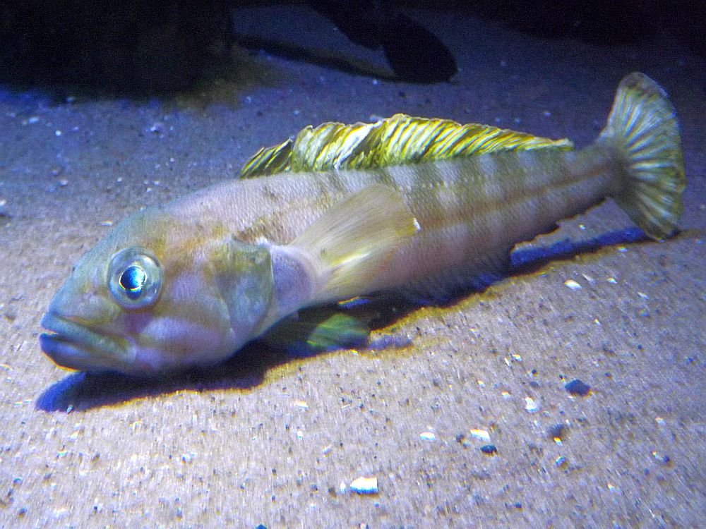 Patagonothothen guntheri (Aquarium Wilhelmshaven)