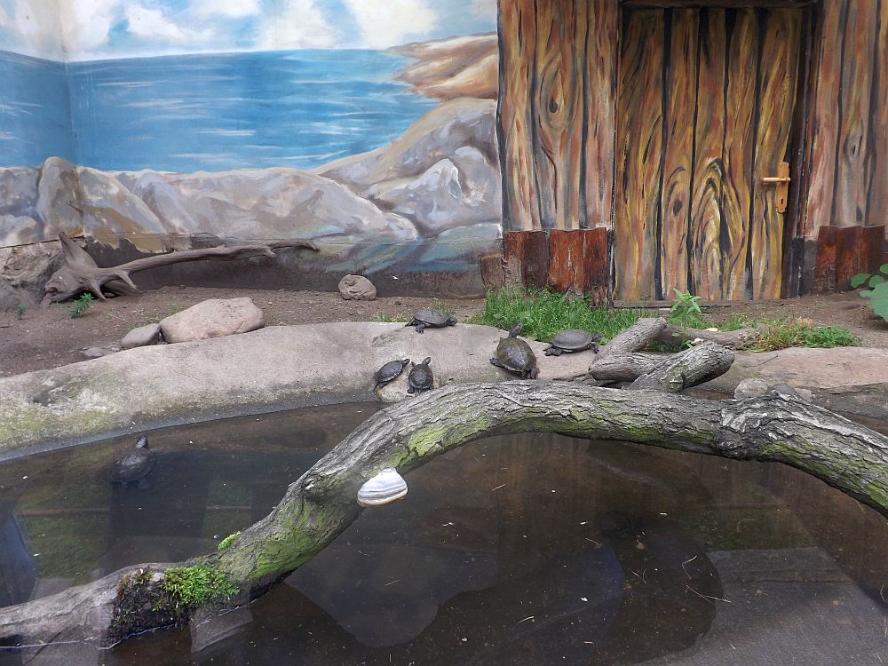 Sumpfschildkrötenterrarium (Zoopark Chomutov)