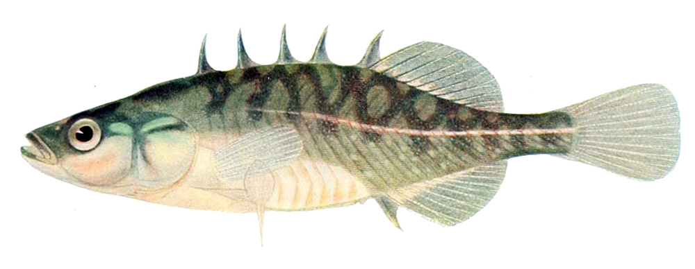 Nordamerikanischer Bachstichling (The fishes of Illinois)