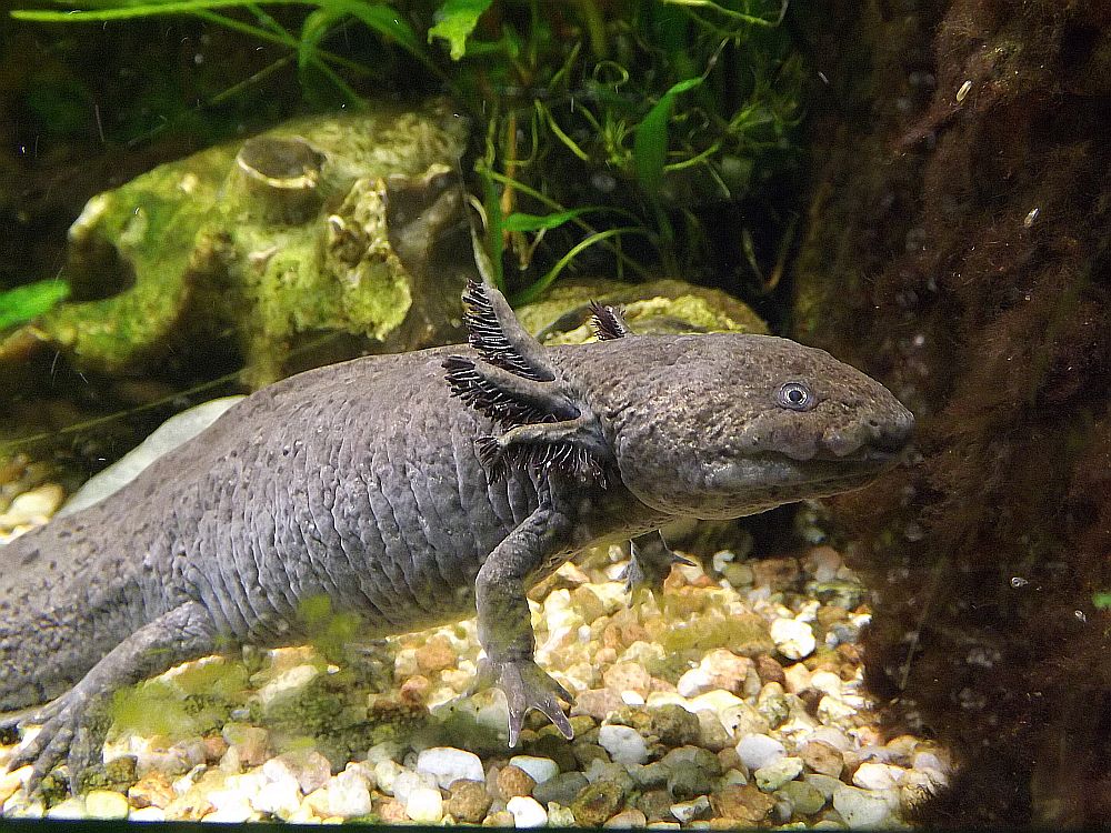 Axolotl (Tierpark Chemnitz)