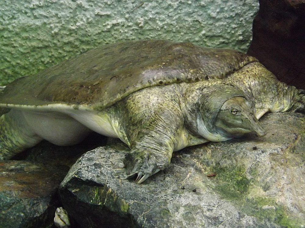 Florida-Weichschildkröte (Zoo Leipzig)