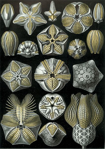 Knospenstrahler (Ernst Haeckel)