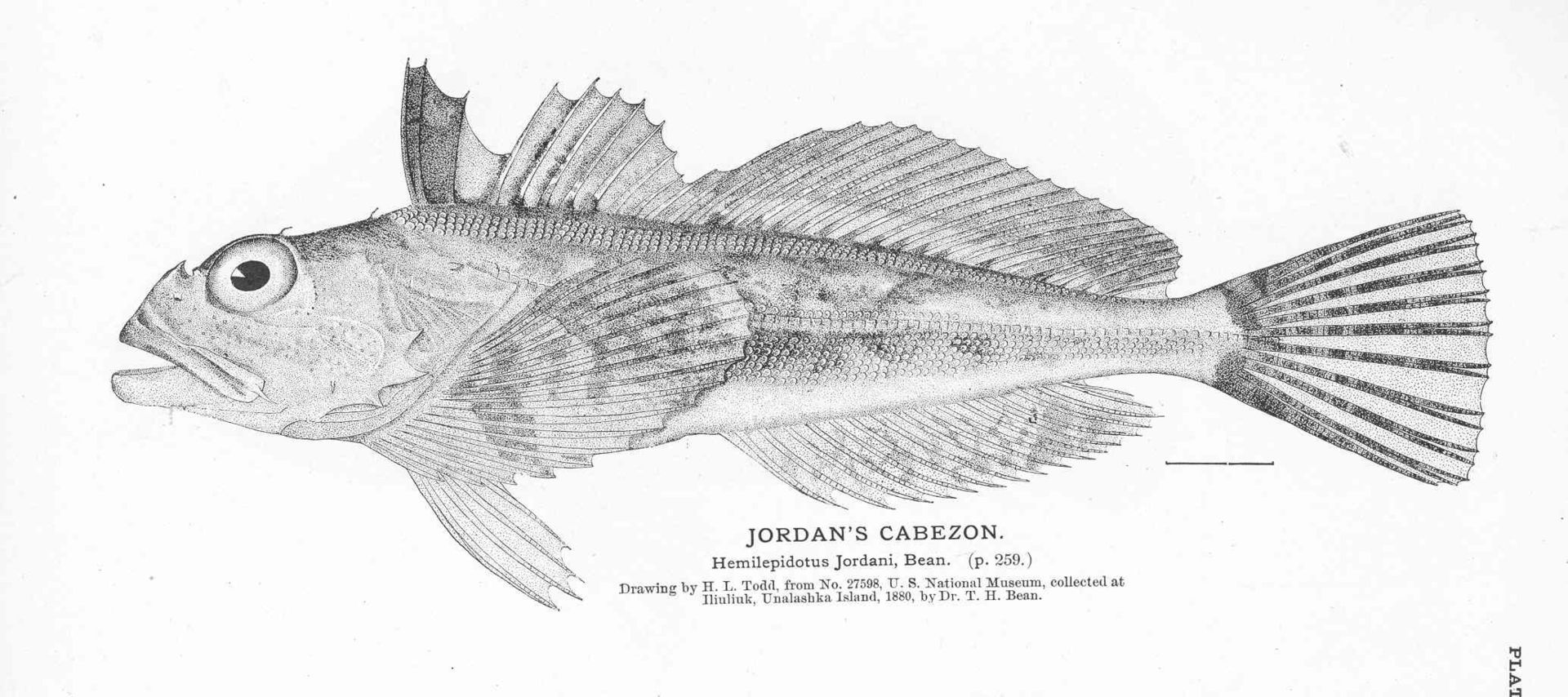 Scorpaenichthys marmoratus (Fisheries and Fishery Industries of the United States: Section I, Natural History of Useful Aquatic Animals)