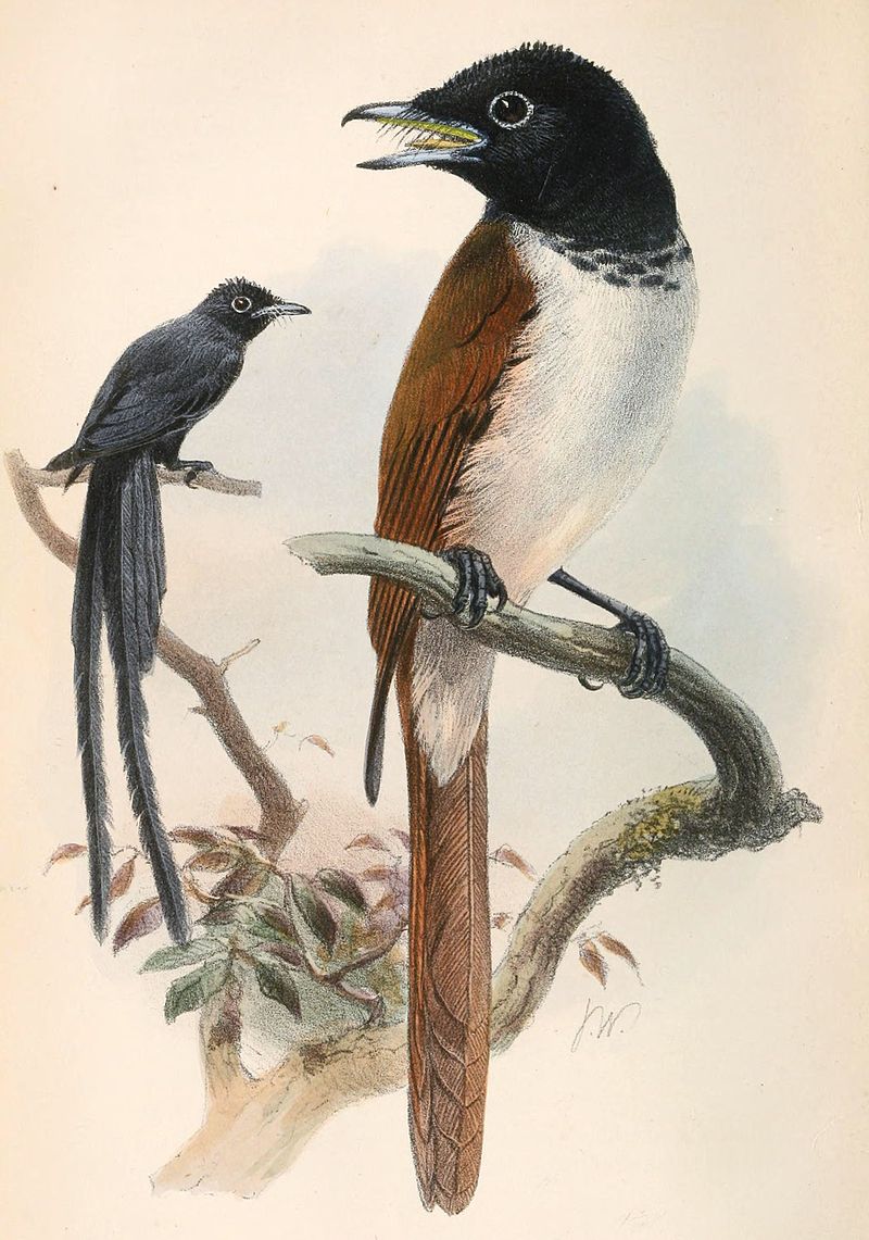 Seychellen-Paradiesschnäpper Weibchen (vorne) und Männchen (hinten) (Joseph Wolf)