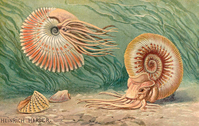 Ammoniten (Heinrich Harder)