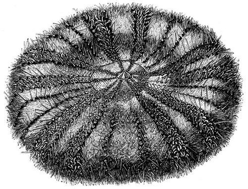Calveriosoma hystrix (Brehms Tierleben)